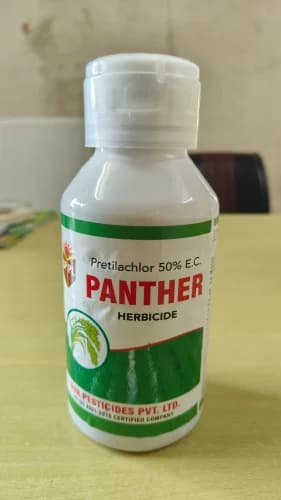 Panther
